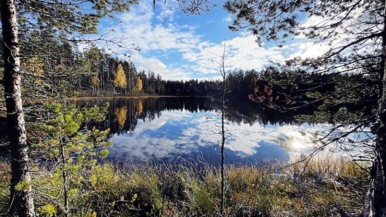 Järvimaisema ja metsää